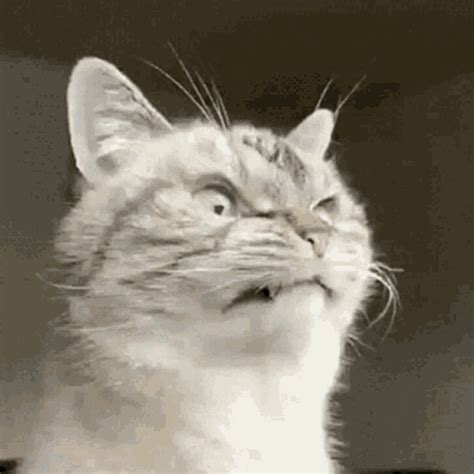 angry cat gif|cute angry cat meme.